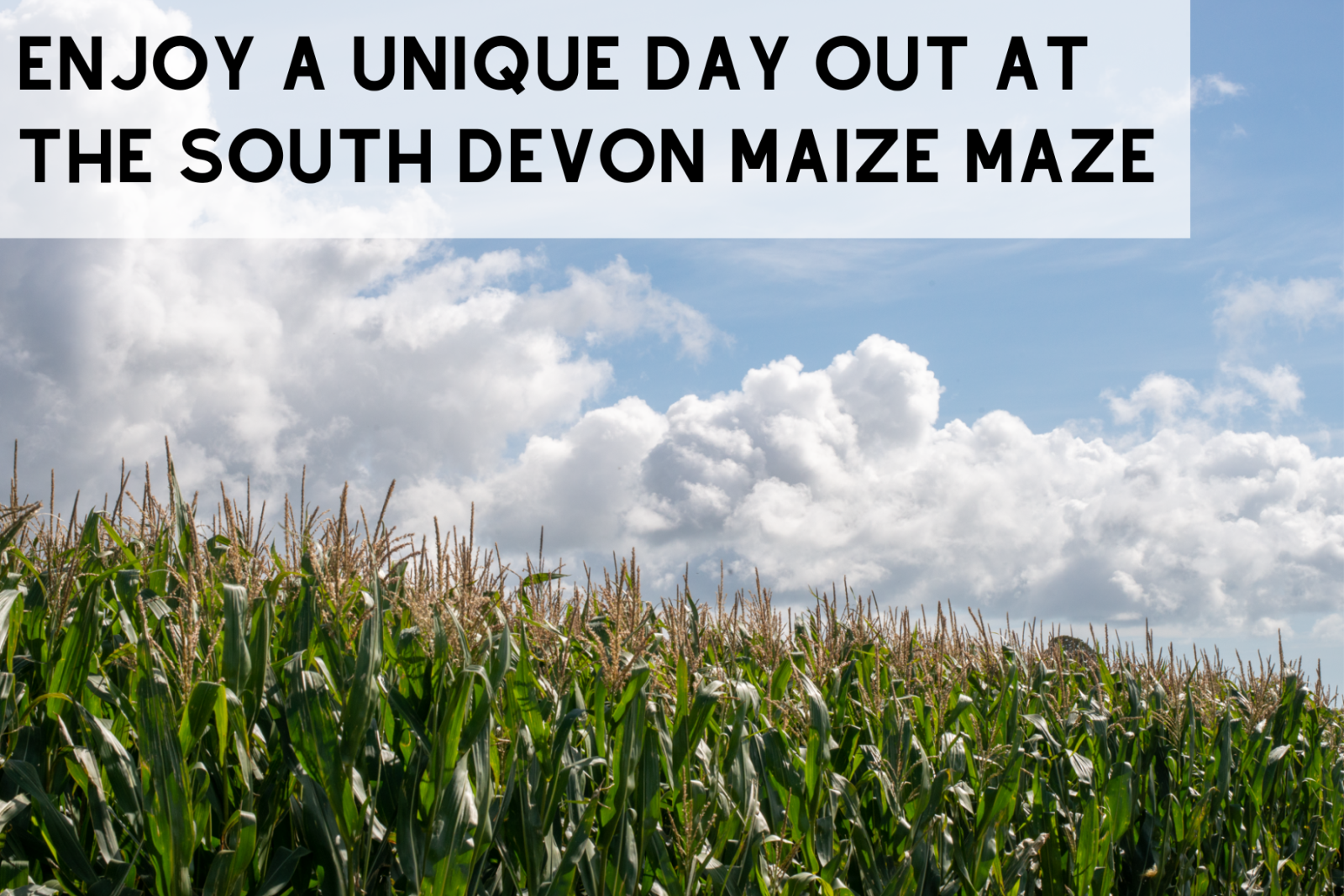 South Devon Maize Maze